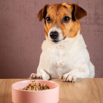 Refeição para pets é atrativo na Praia Brava de Itajaí