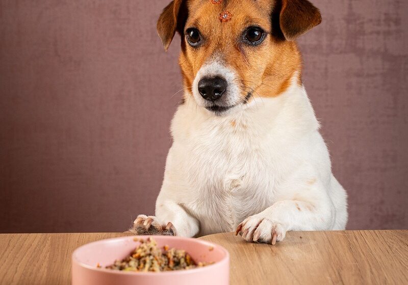 Refeição para pets é atrativo na Praia Brava de Itajaí