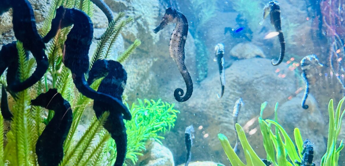 Dia Mundial do Meio Ambiente: Oceanic Aquarium terá entrada gratuita para moradores de BC e Camboriú