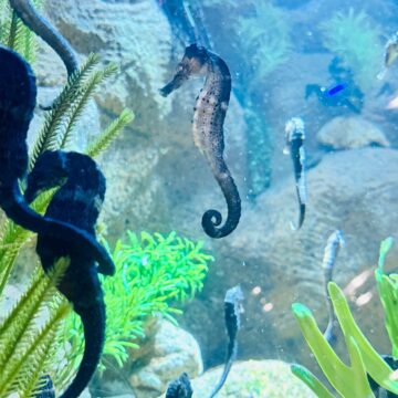 Dia Mundial do Meio Ambiente: Oceanic Aquarium terá entrada gratuita para moradores de BC e Camboriú Dia Mundial do Meio Ambiente: Oceanic Aquarium terá entrada gratuita para moradores de BC e Camboriú