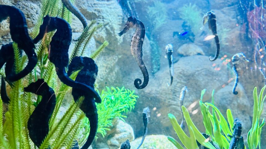 Dia Mundial do Meio Ambiente: Oceanic Aquarium terá entrada gratuita para moradores de BC e Camboriú
