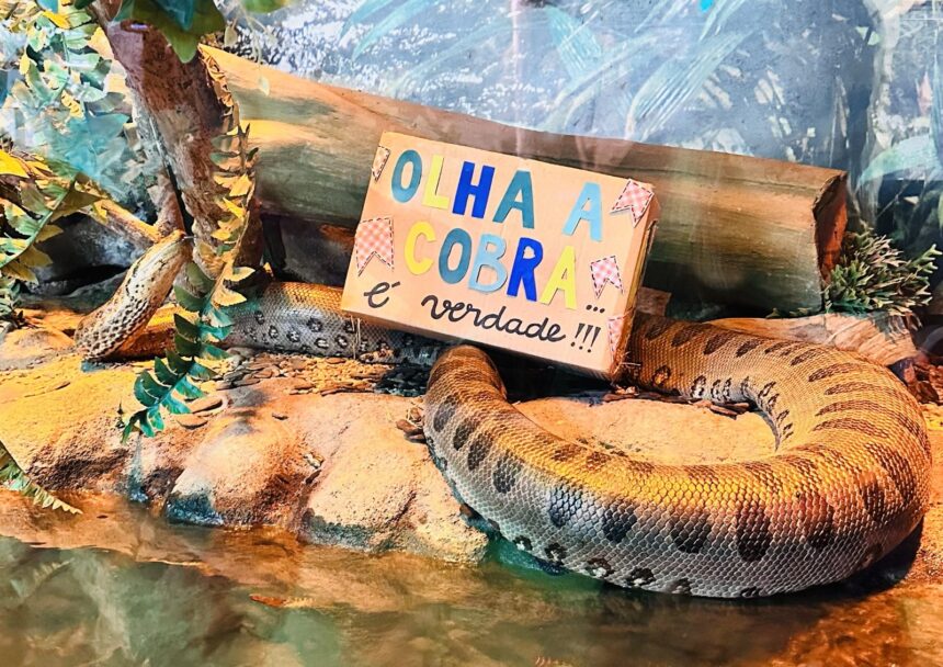 Arraial animal: clima junino chega ao aquário em Balneário Camboriú (SC)