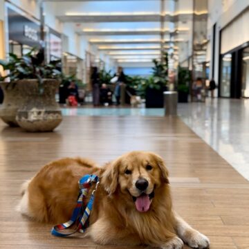 Balneário Shopping promove encontro de cães da raça Golden Retriever