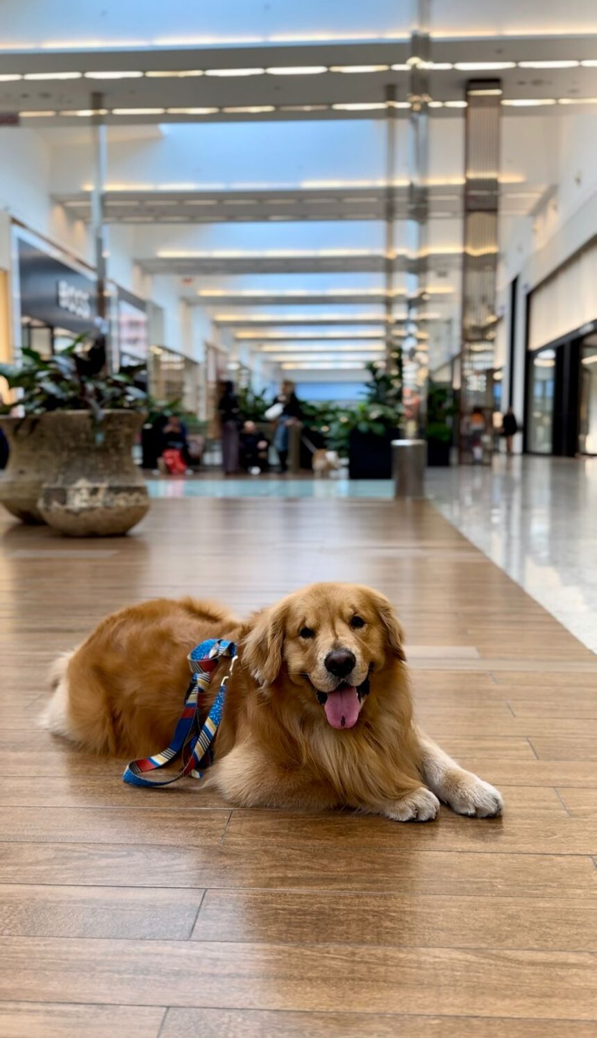 Balneário Shopping promove encontro de cães da raça Golden Retriever