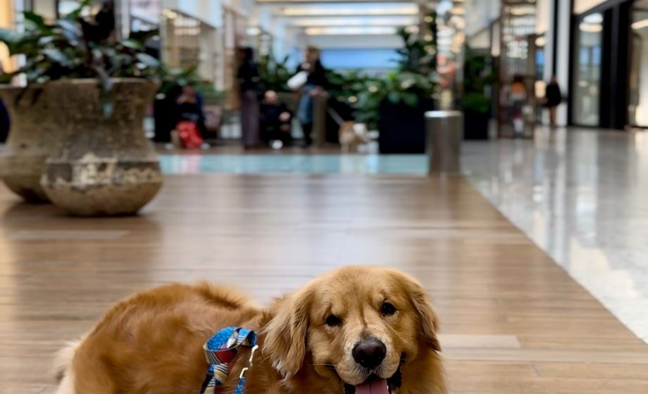 Balneário Shopping promove encontro de cães da raça Golden Retriever