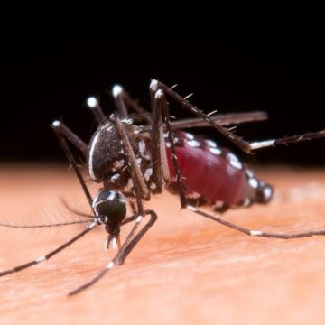 SANTA CATARINA APRESENTA QUEDA NO NÚMERO DE CASOS DE DENGUE