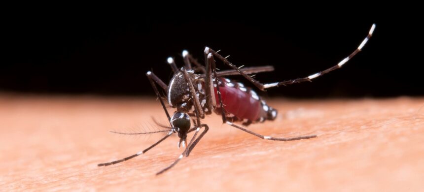 SANTA CATARINA APRESENTA QUEDA NO NÚMERO DE CASOS DE DENGUE