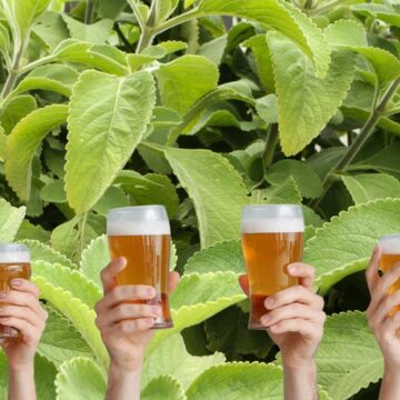 Balbúrdia lança cerveja de boldo que “promete” curar a ressaca