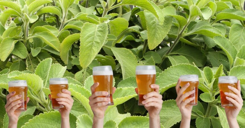 Balbúrdia lança cerveja de boldo que “promete” curar a ressaca