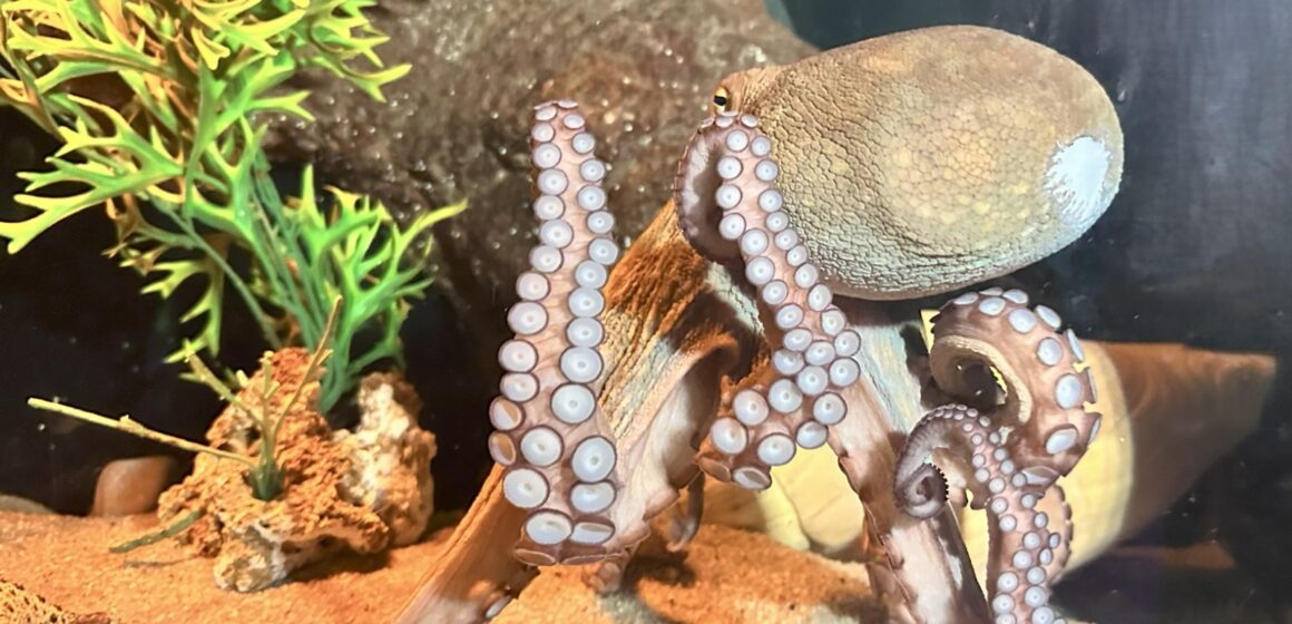 Conheça animal de três corações e sangue azul que habita o fundo do mar