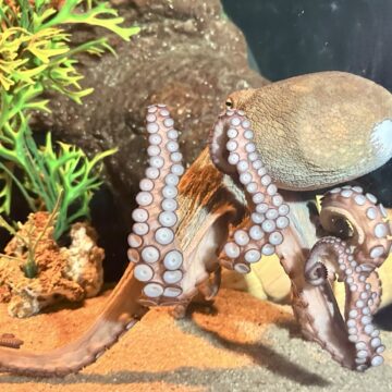 Conheça animal de três corações e sangue azul que habita o fundo do mar