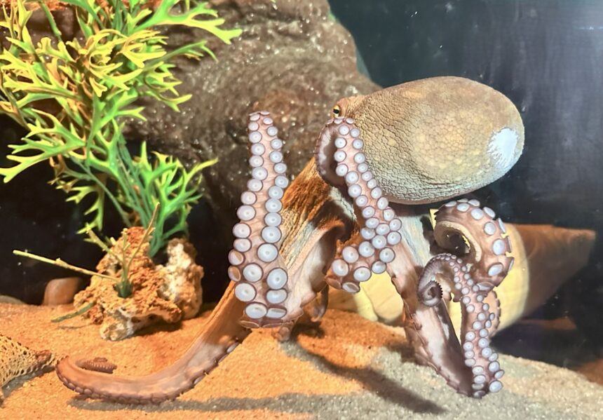 Conheça animal de três corações e sangue azul que habita o fundo do mar