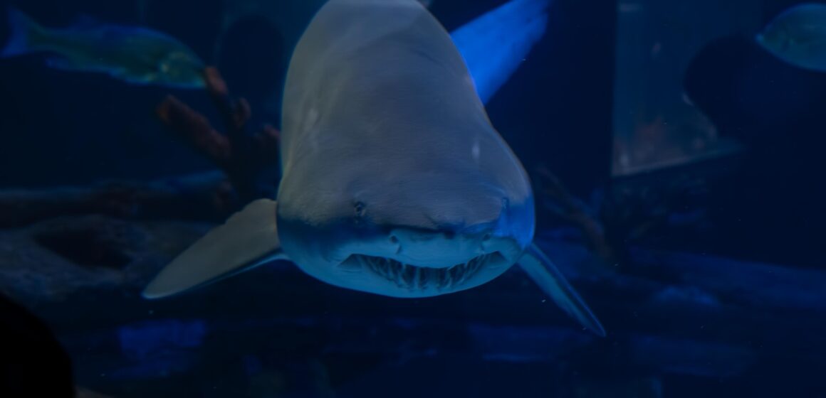 Aquário de Santa Catarina comemora seis anos e sorteia mergulho com tubarões