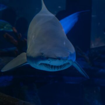 Aquário de Santa Catarina comemora seis anos e sorteia mergulho com tubarões