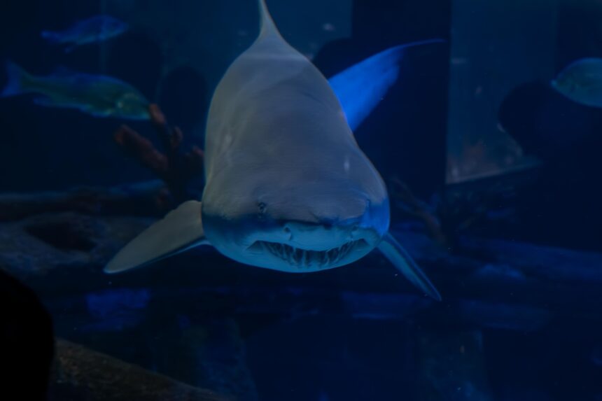 Aquário de Santa Catarina comemora seis anos e sorteia mergulho com tubarões