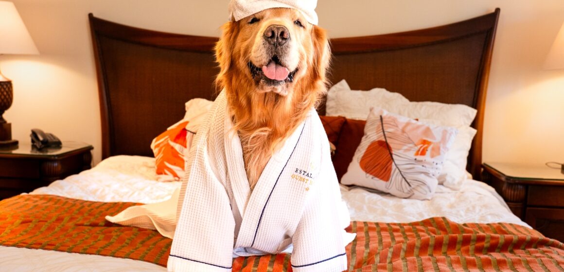 Seu pet também merece férias cinco estrelas — e a Estaleiro Guest House é o refúgio perfeito