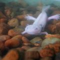 Do Minecraft ao Pokémon: animal com “superpoder” de regeneração é destaque na cultura geek e atração em aquário de Santa Catarina